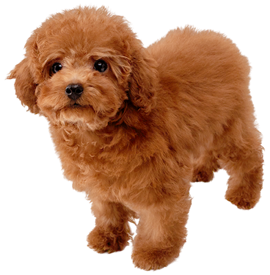 Toy Poodle